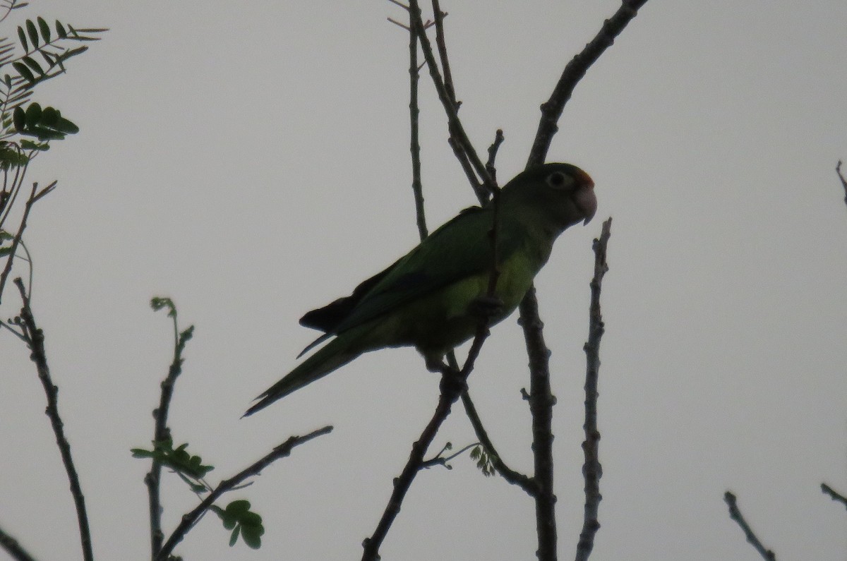 Orange-fronted Parakeet - ML152247031