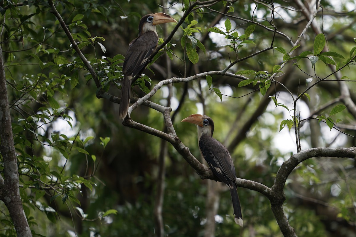 Brown Hornbill - Jessica Wang