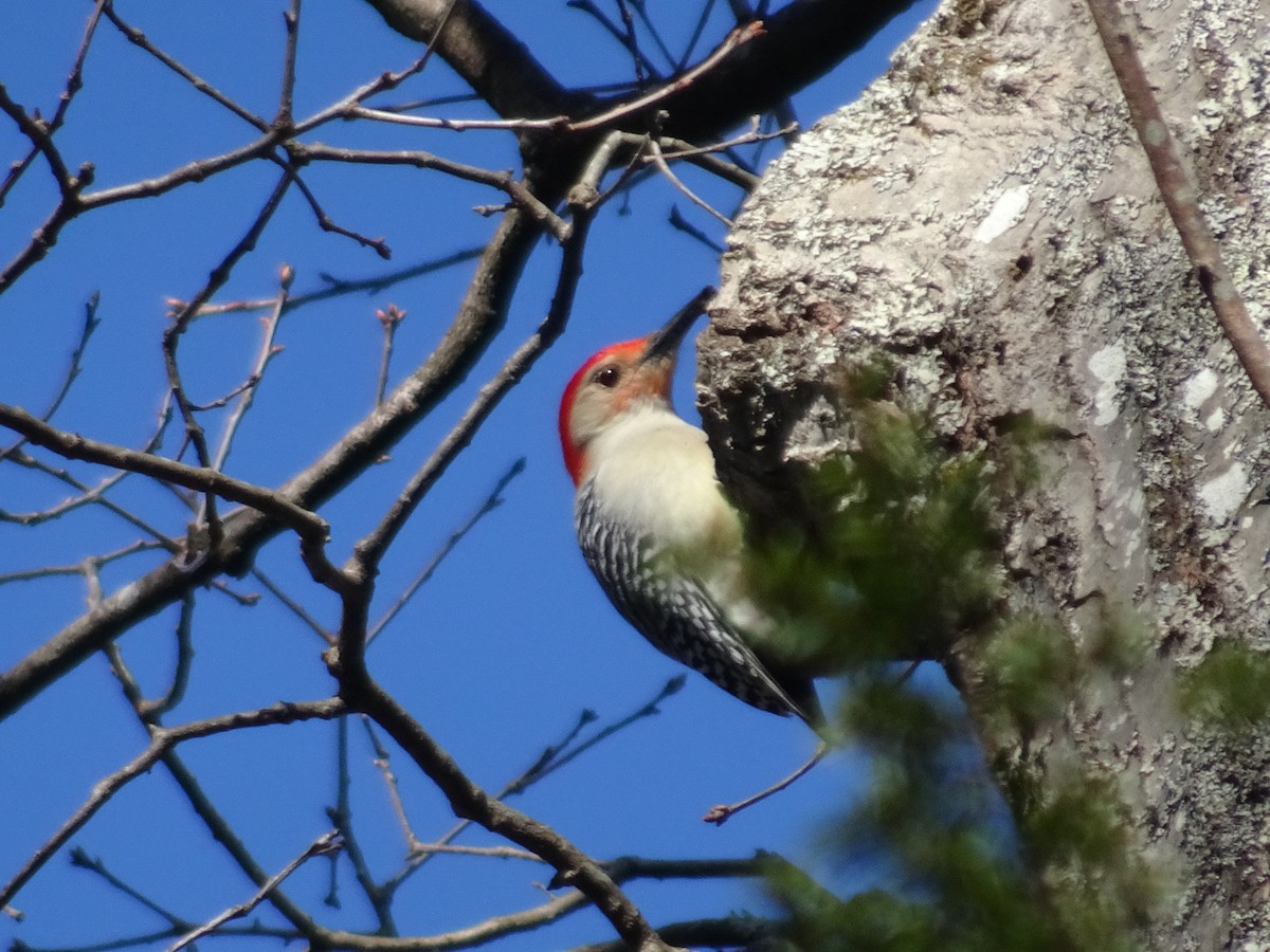 Red-bellied Woodpecker - ML152247211
