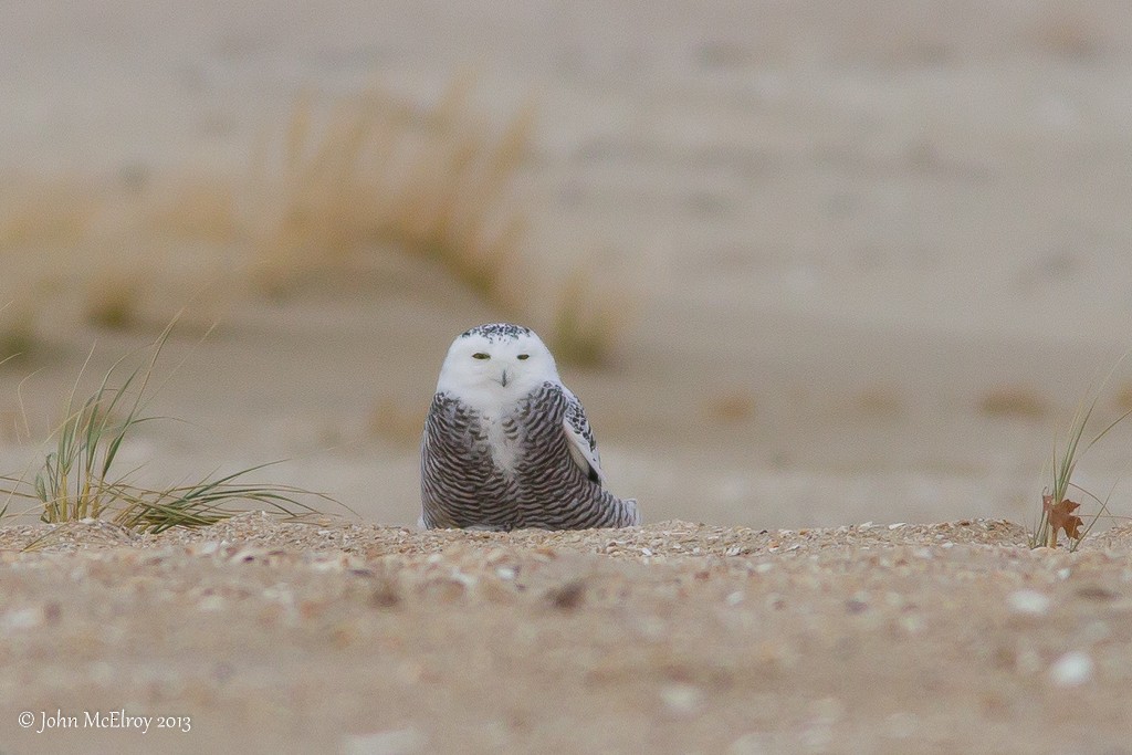 Snowy Owl - ML152248381