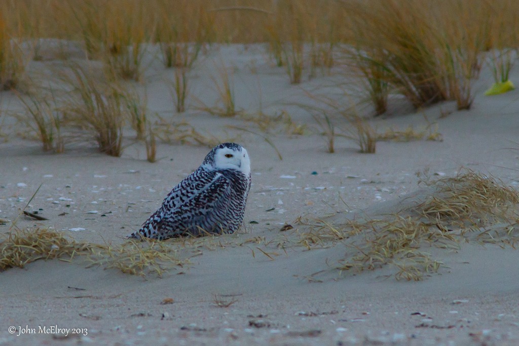 Snowy Owl - ML152248391