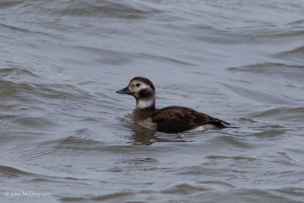 Long-tailed Duck - ML152248481