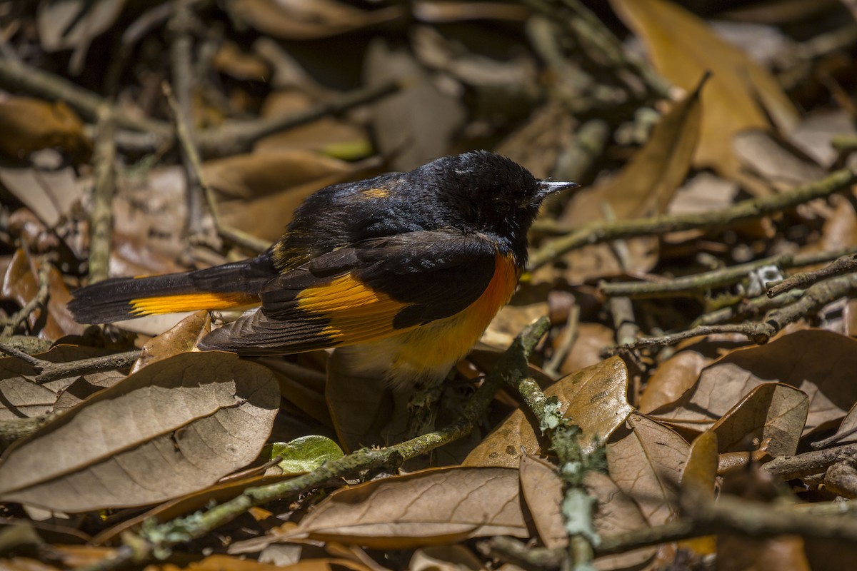 American Redstart - ML152249051