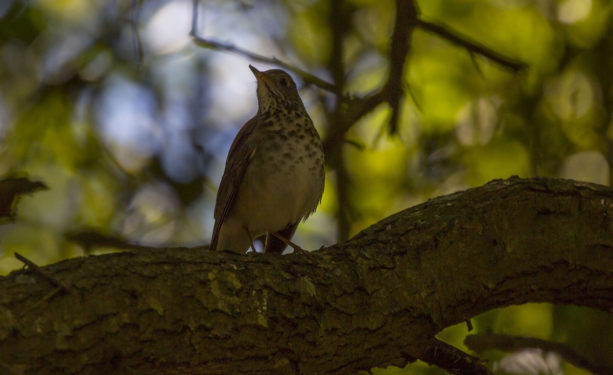 Gray-cheeked Thrush - ML152249101