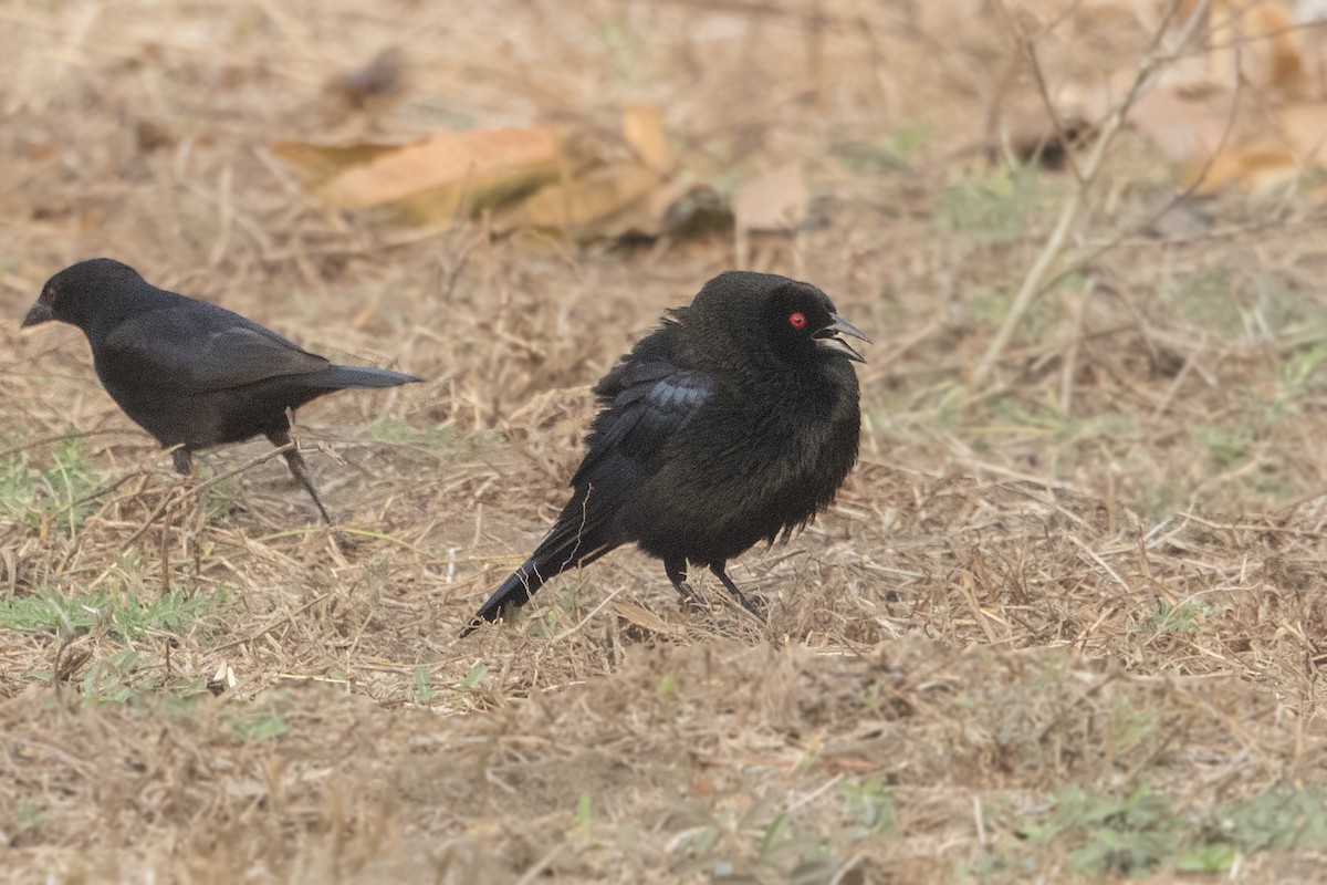 Bronzed Cowbird - ML152249111