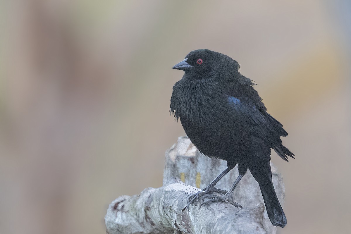 Bronzed Cowbird - ML152249121