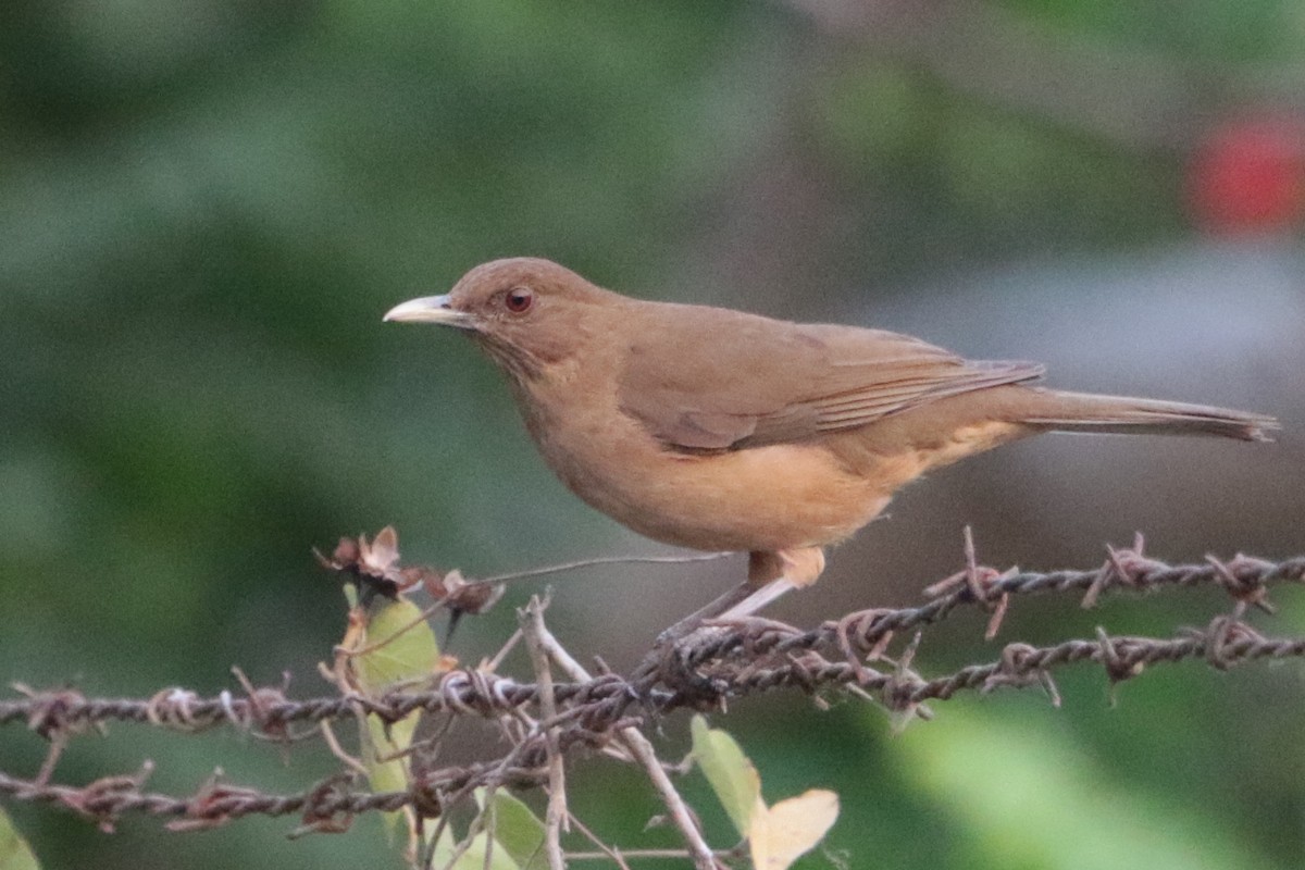 Clay-colored Thrush - ML152249231