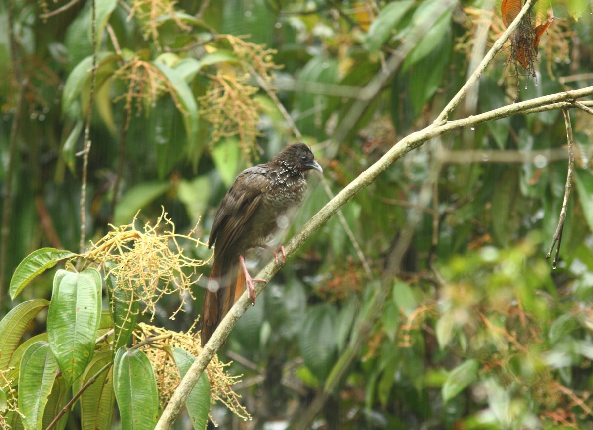 Speckled Chachalaca - Sue Oertli