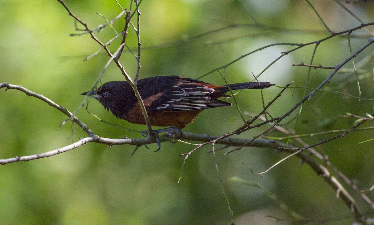Orchard Oriole - ML152249421