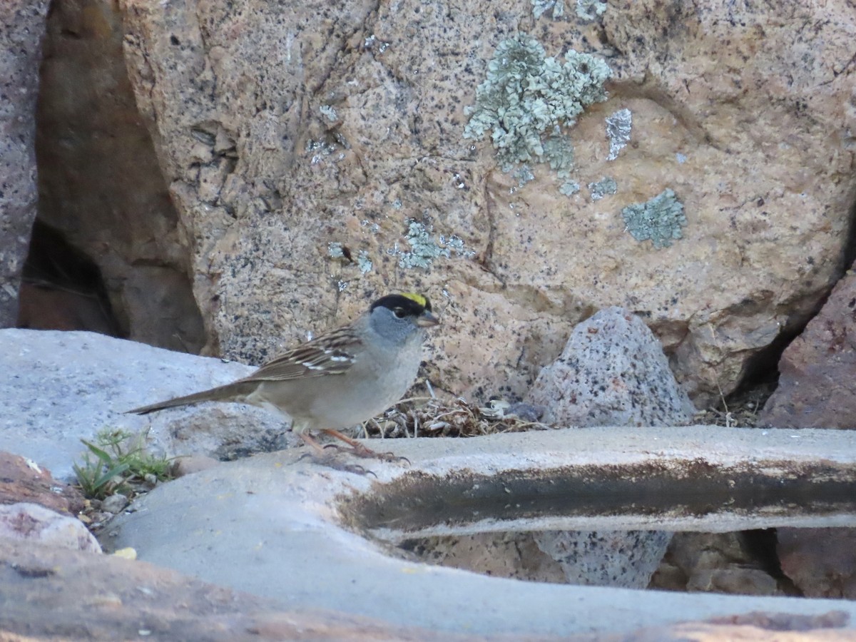 Golden-crowned Sparrow - ML152250471