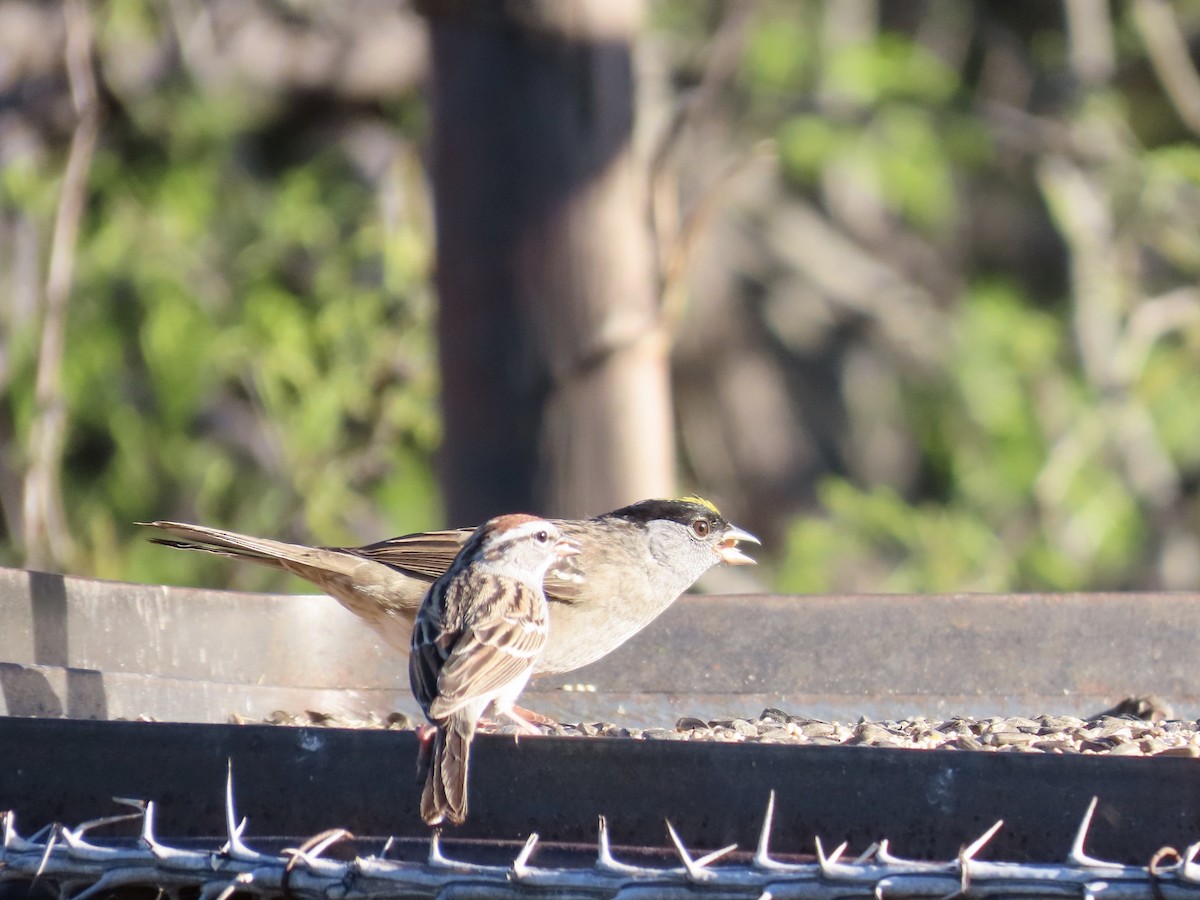 Golden-crowned Sparrow - ML152250961