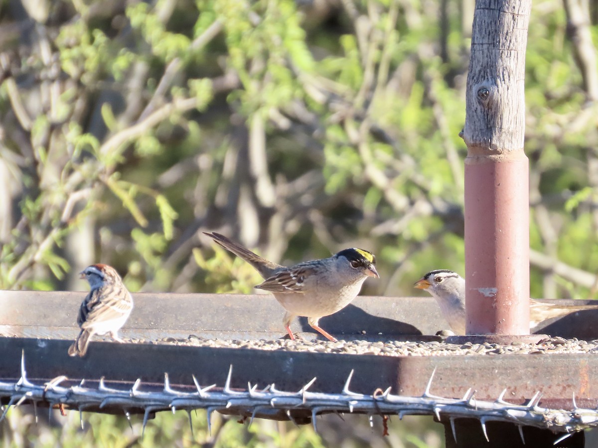 Golden-crowned Sparrow - ML152251011