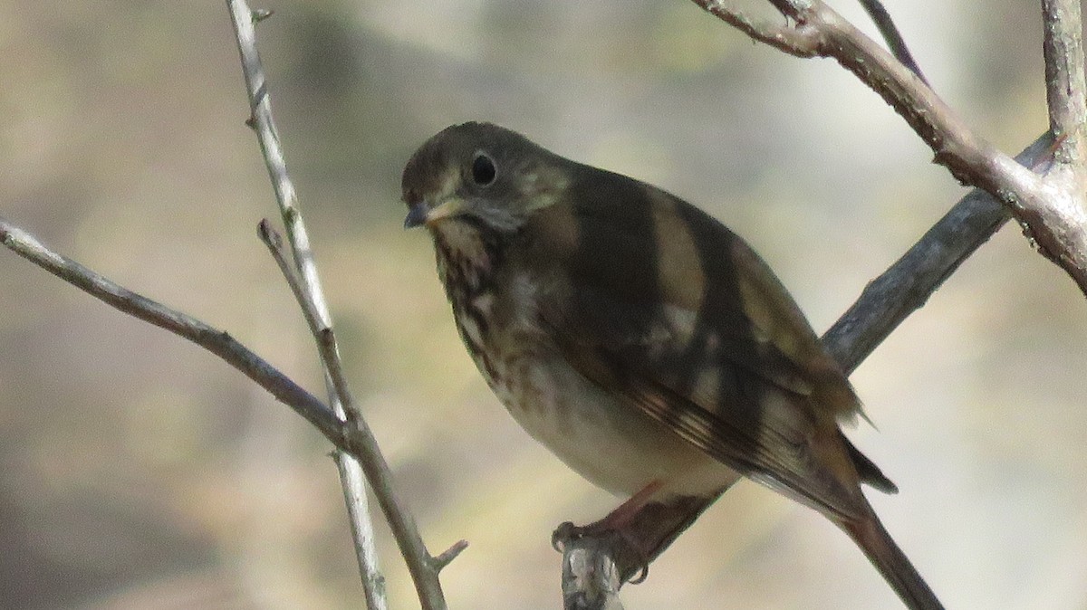 Hermit Thrush - ML152251111