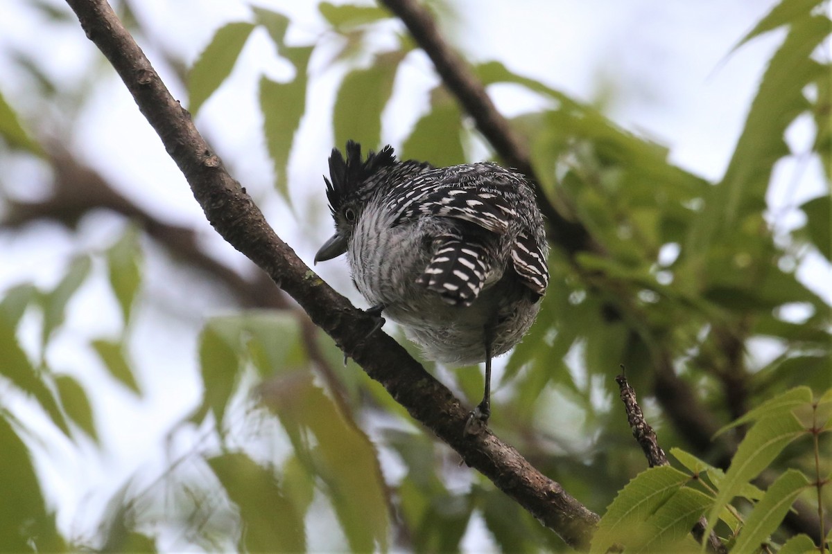 Barred Antshrike - Charles Davies