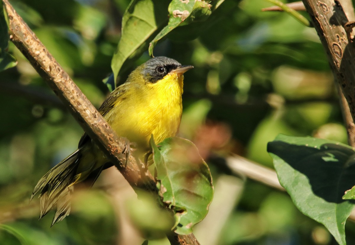 Southern Yellowthroat - ML152253081