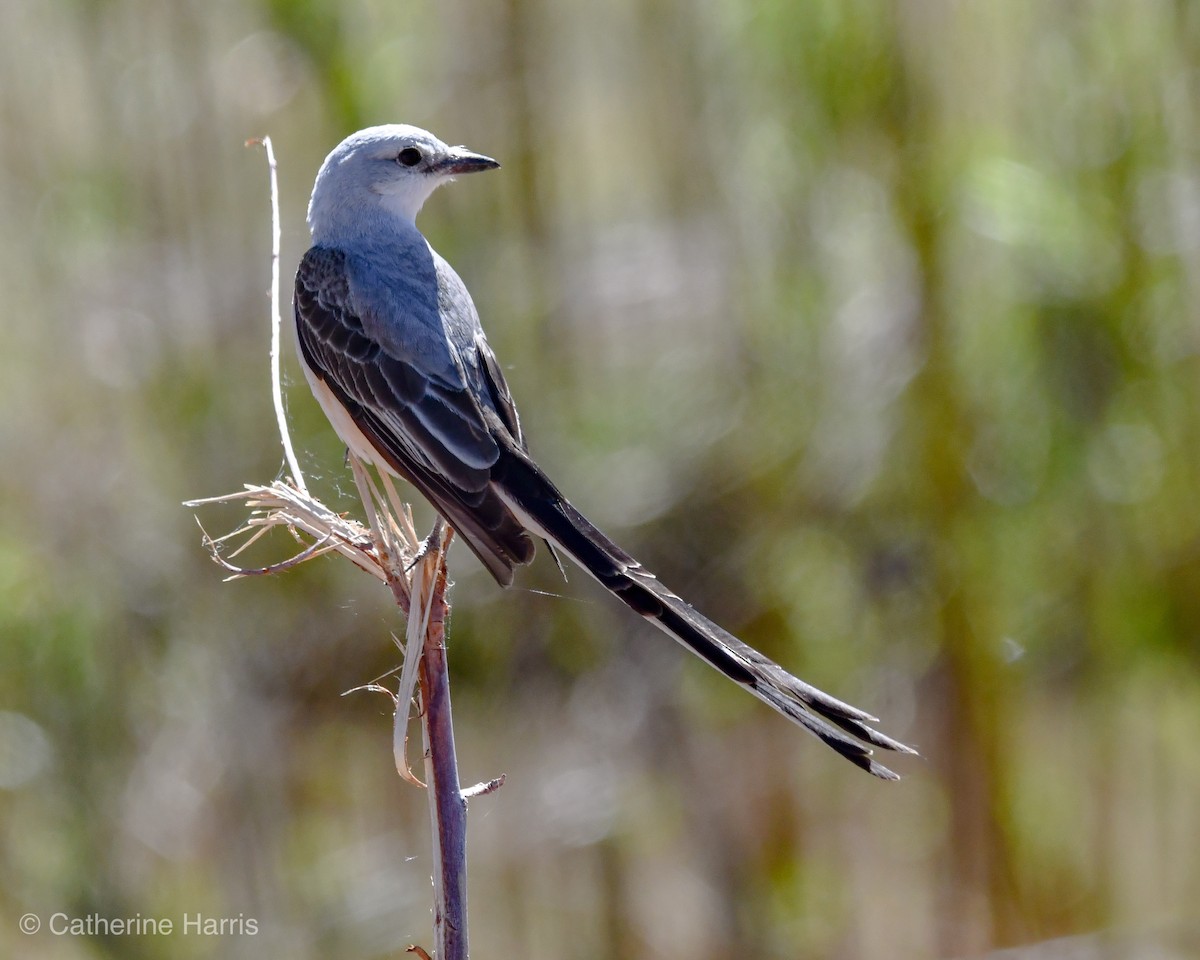 Scissor-tailed Flycatcher - Catherine Harris