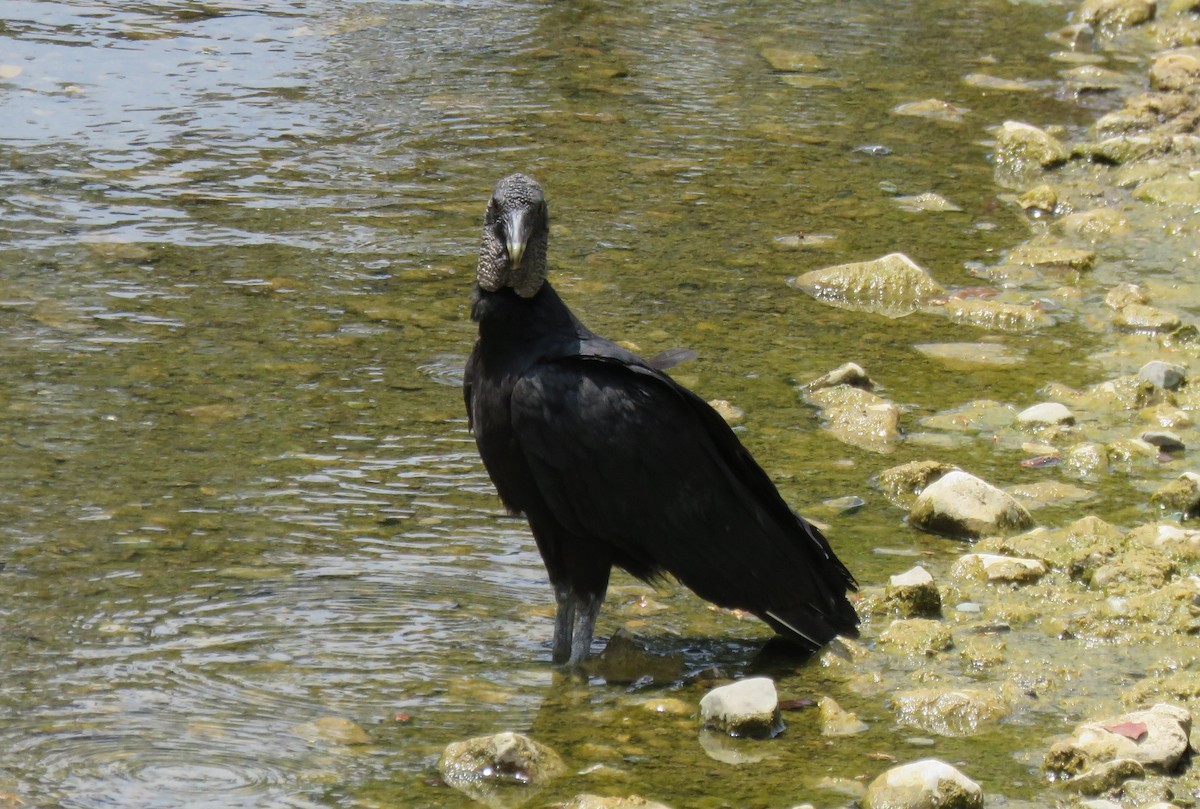 Black Vulture - ML152254061