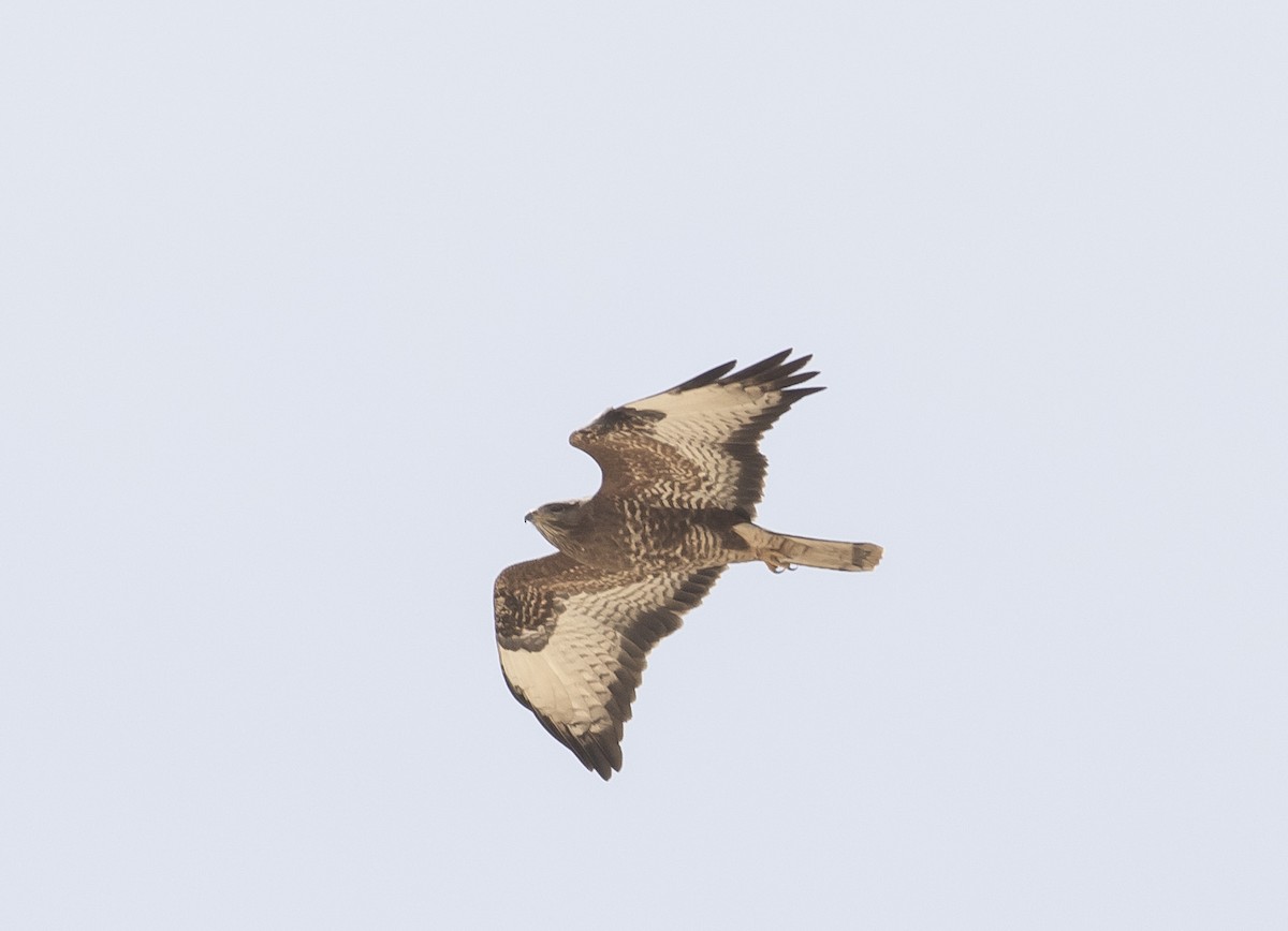 Common Buzzard (Steppe) - Caleb Putnam