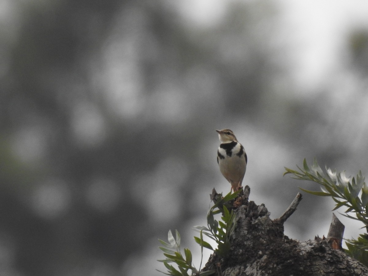 Forest Wagtail - ML152255111