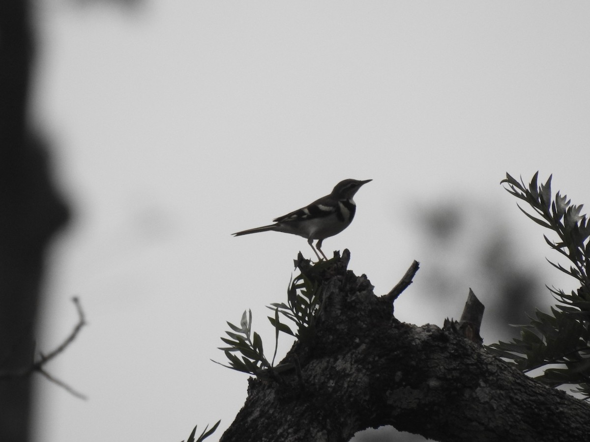 Forest Wagtail - Dr. NISHAD PM