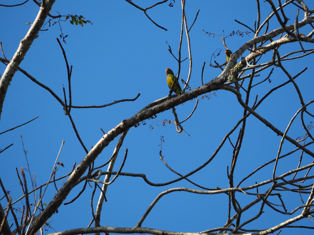 Red-lored Parrot - Michael Jackson