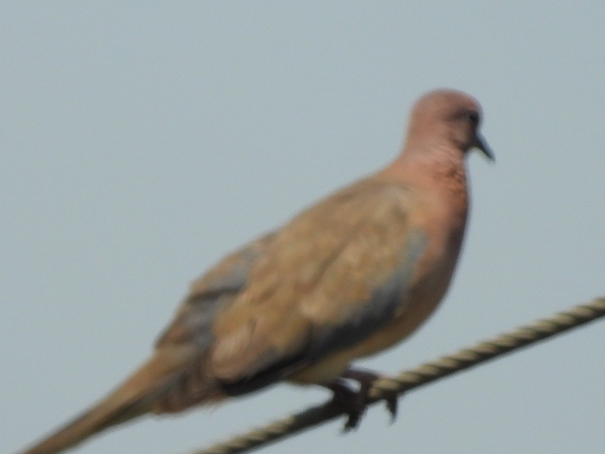 Laughing Dove - ML152255861