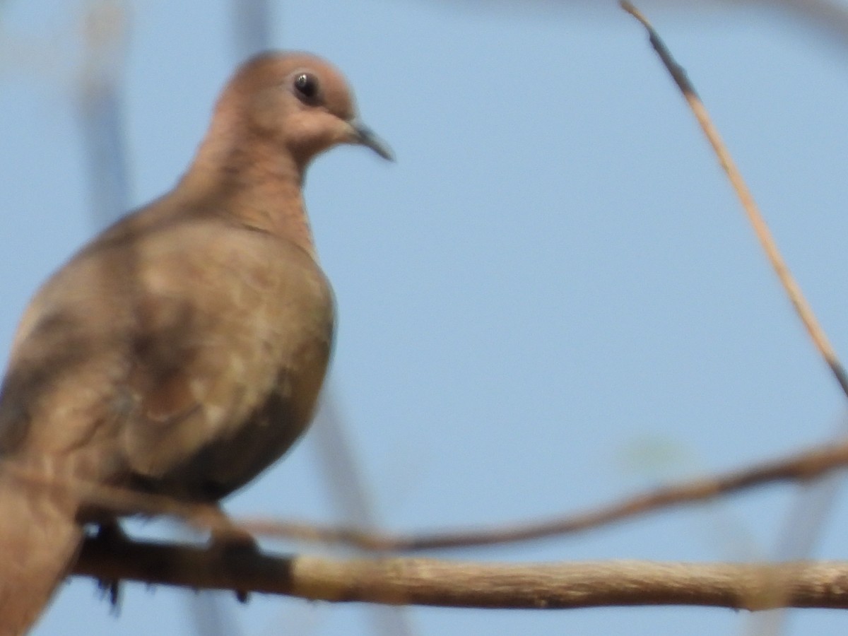 Laughing Dove - ML152255881