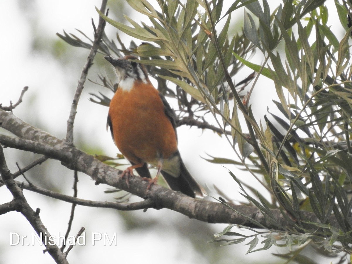 Orange-headed Thrush - ML152255931