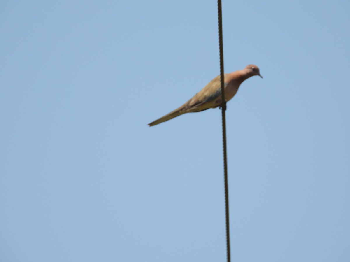 Laughing Dove - ML152255981