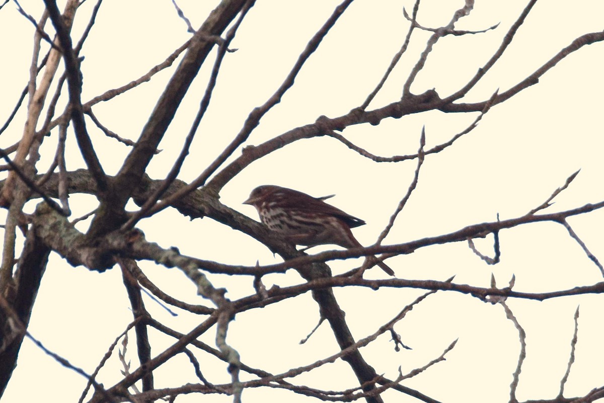 Fox Sparrow - irina shulgina