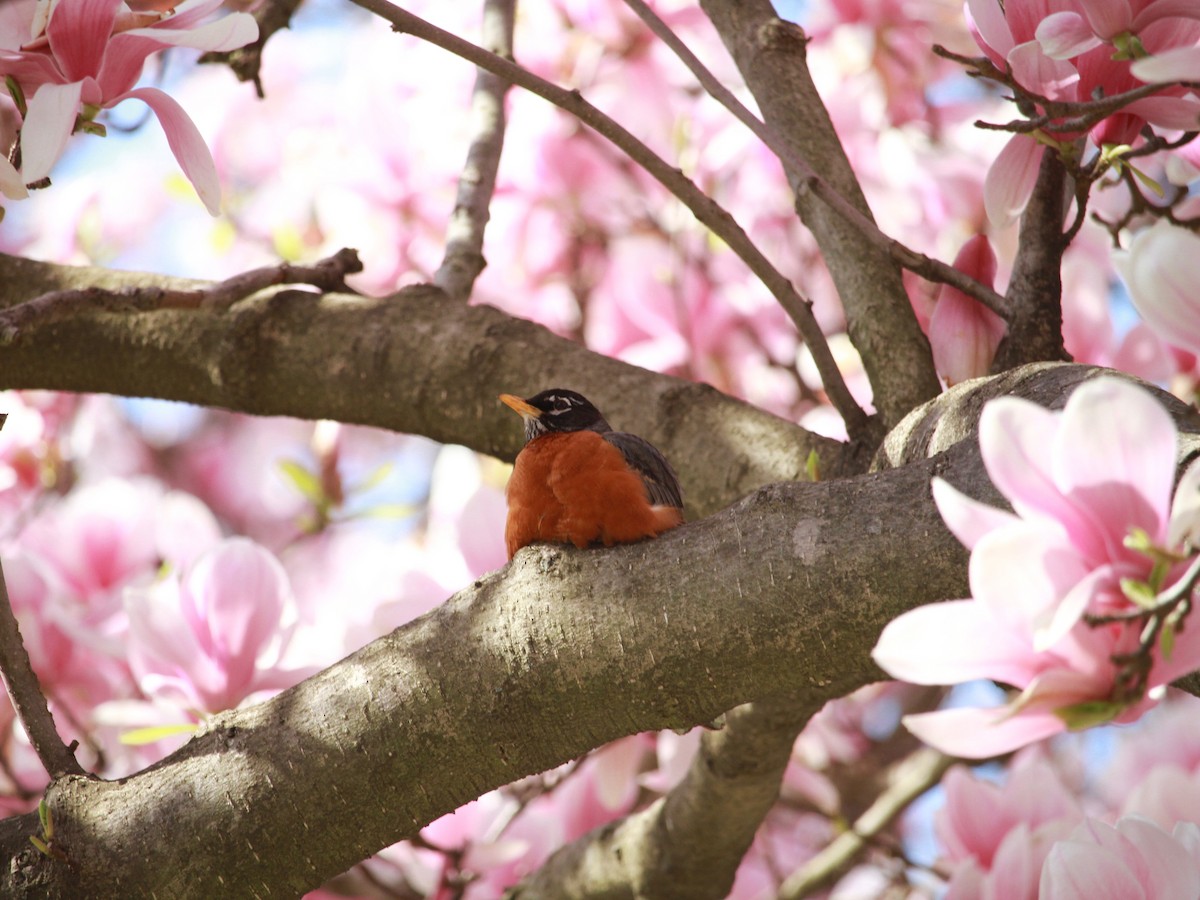 American Robin - ML152256441