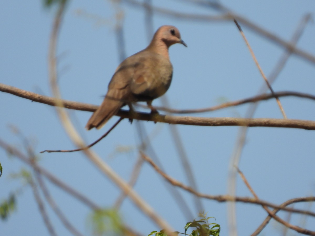 Laughing Dove - ML152256691