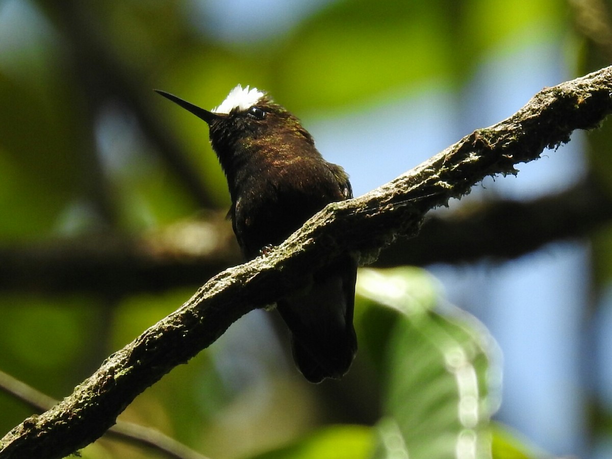 kolibřík běločelý - ML152257471