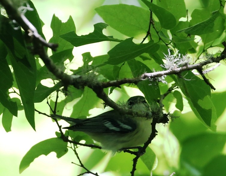 Cerulean Warbler - Dennis Cooke