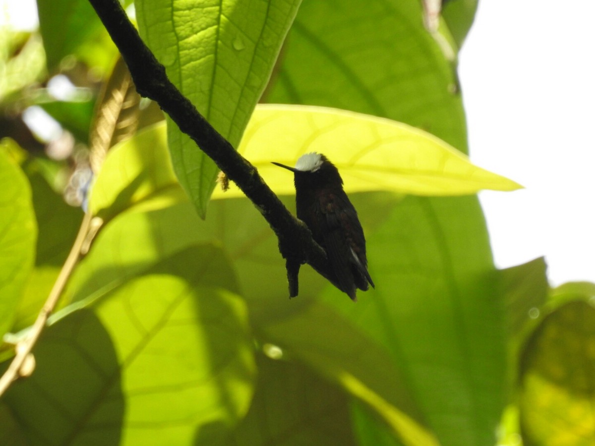 kolibřík běločelý - ML152257621
