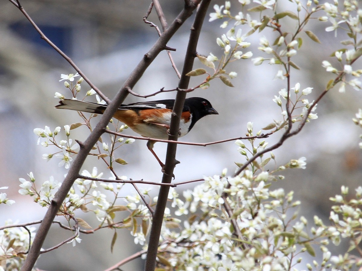 Eastern Towhee - ML152259211