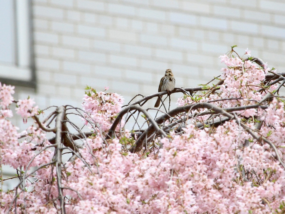 Song Sparrow - ML152259261