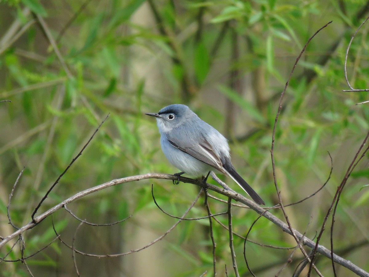 Blue-gray Gnatcatcher - ML152259881