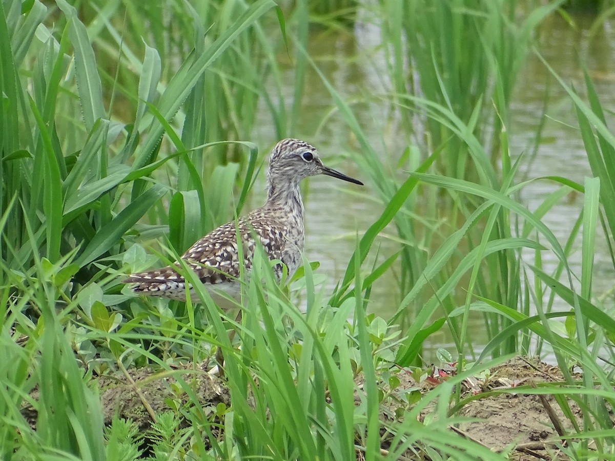 Wood Sandpiper - u7 Liao