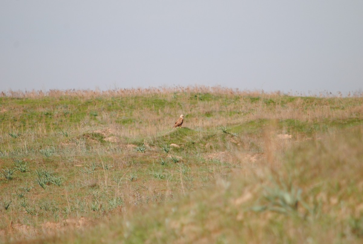 Long-legged Buzzard - ML152260841