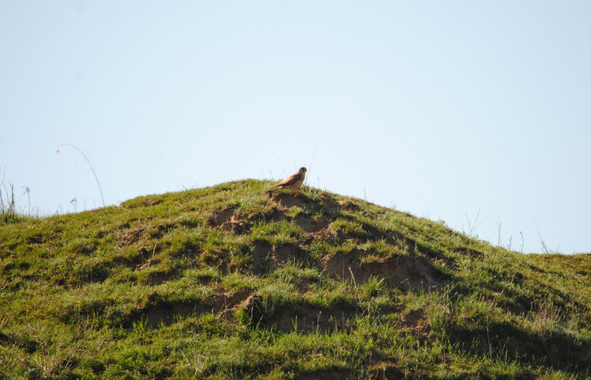 Eurasian Kestrel - Trent Smith