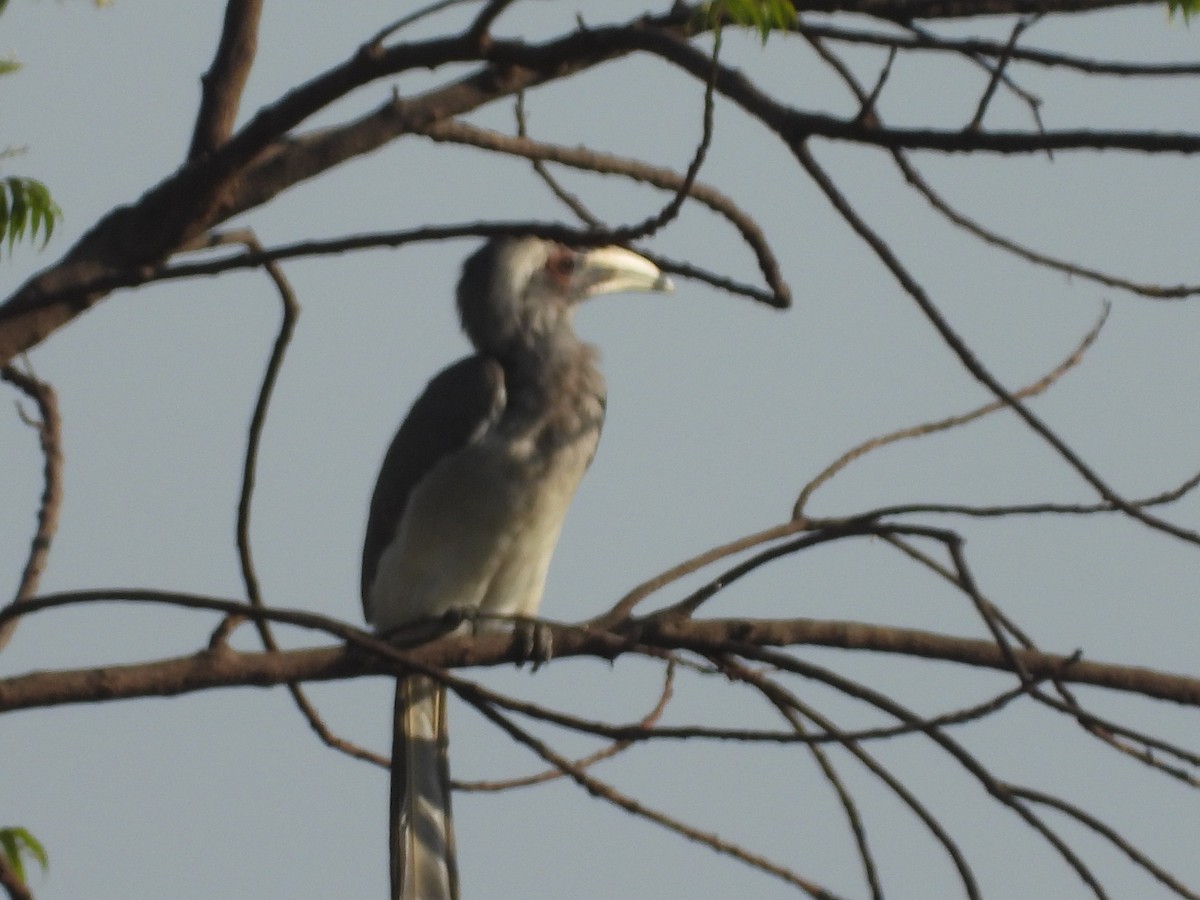 Indian Gray Hornbill - Lakshmikant Neve