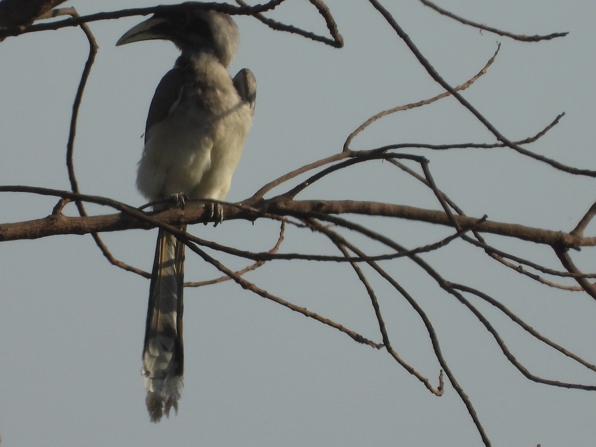 Indian Gray Hornbill - Lakshmikant Neve