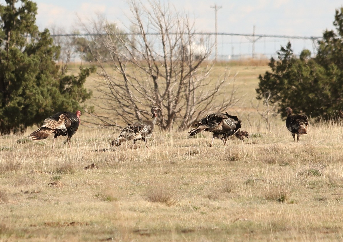 Wild Turkey - ML152262311
