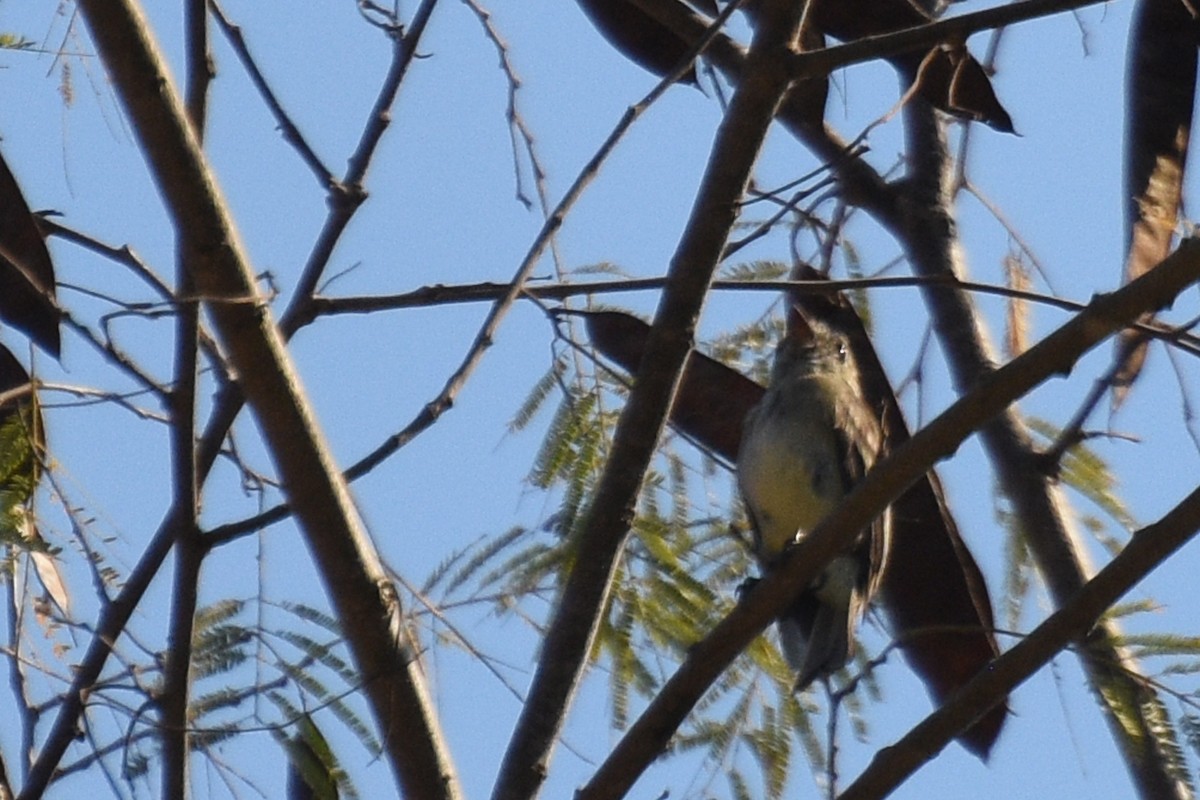 Western Flycatcher (Cordilleran) - ML152262511