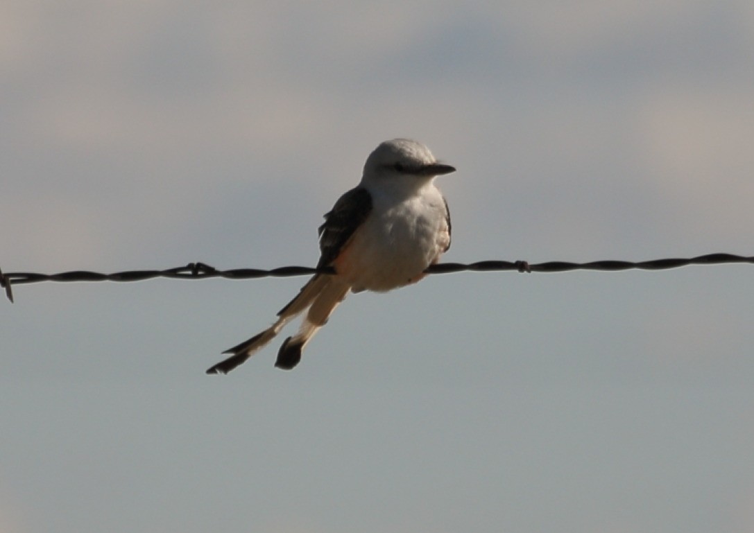 Scissor-tailed Flycatcher - ML152262651