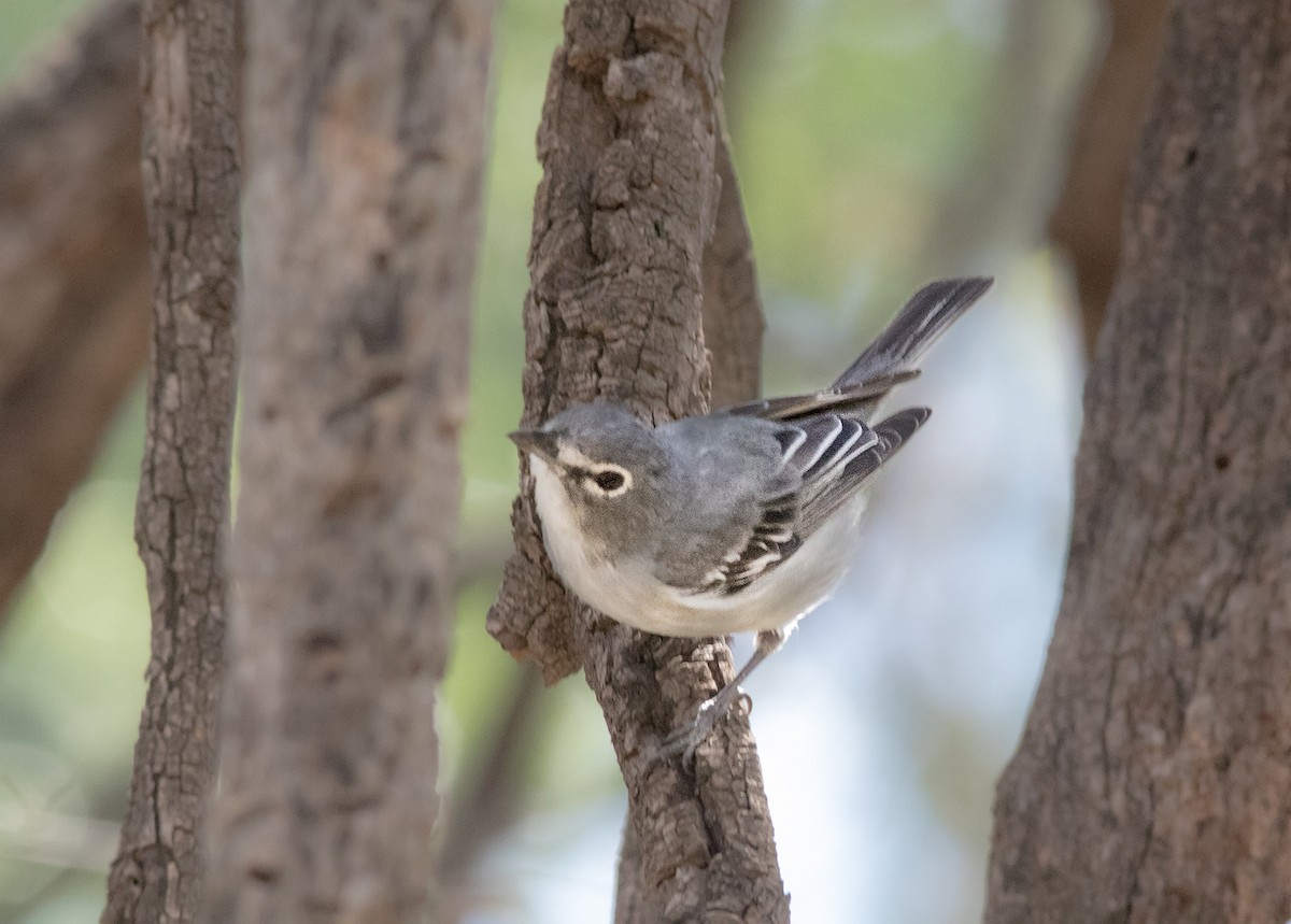 Plumbeous Vireo - ML152262731