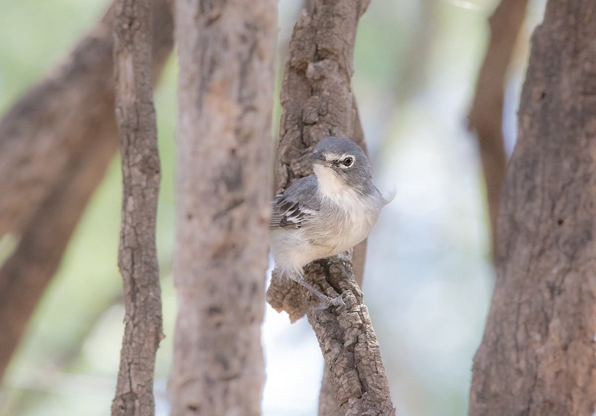 Plumbeous Vireo - ML152262741