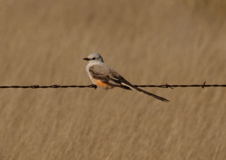 Scissor-tailed Flycatcher - ML152262791