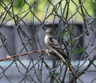 Eastern Wood-Pewee - ML152263041